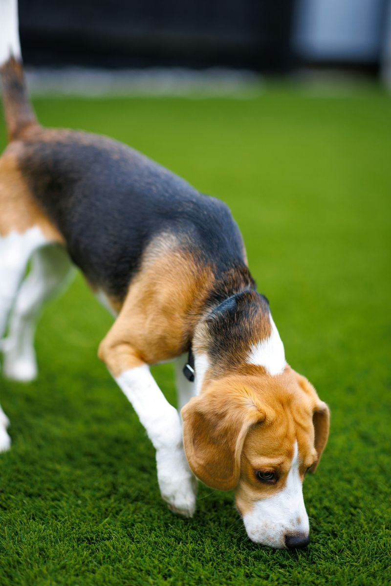 Beagle