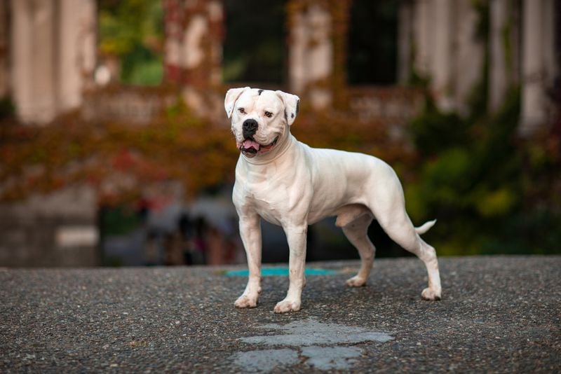 American Bulldog: The Confident Companion