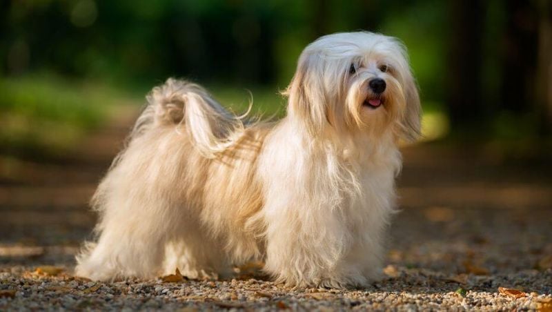 Havanese: The Cheerful Charmer
