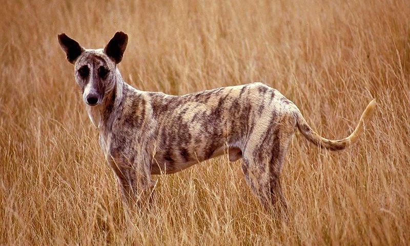 Zulu Dog (Nguni Dog)