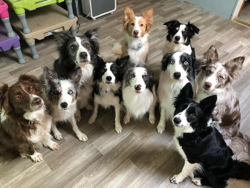 Border Collies: Twice the Brainpower
