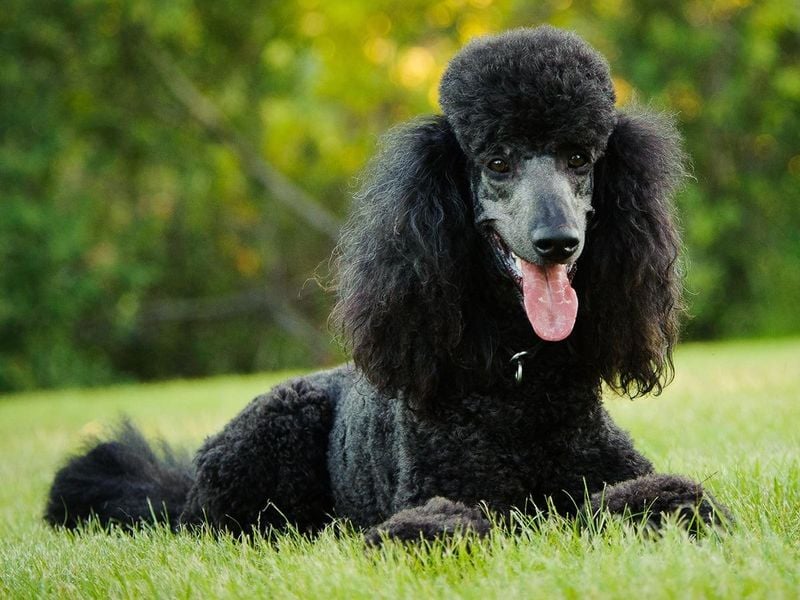 Poodle (Standard, Miniature, or Toy)
