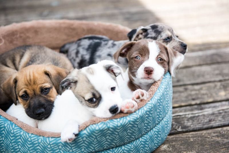 Mixed-Breed Puppies: Unique Combinations with Universal Appeal