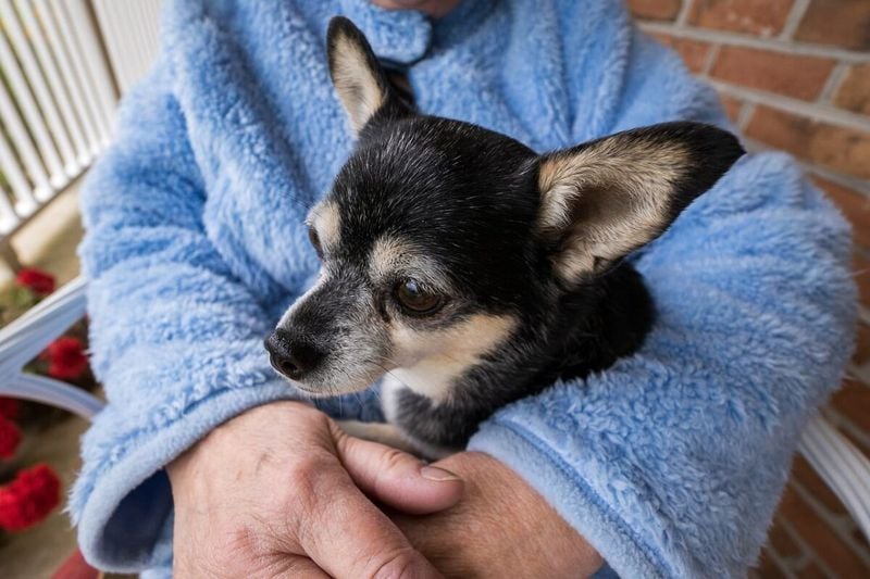 Chihuahua (especially bonded ones)
