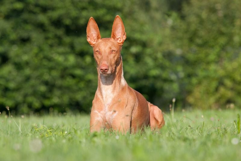 Elegant Pharaoh Hound - The Blushing Sighthound