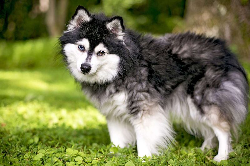 Alaskan Klee Kai: Miniature Huskies with Maximum Charm