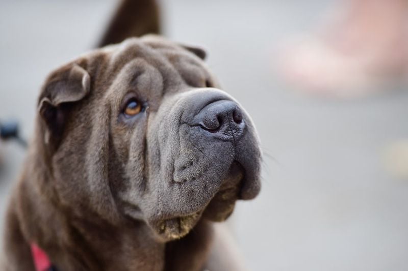 Shar Pei: Wrinkles Hiding Painful Conditions