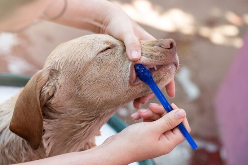 Bad Breath Is Just Normal for Old Dogs