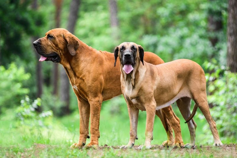 Fila Brasileiro (Brazilian Mastiff)