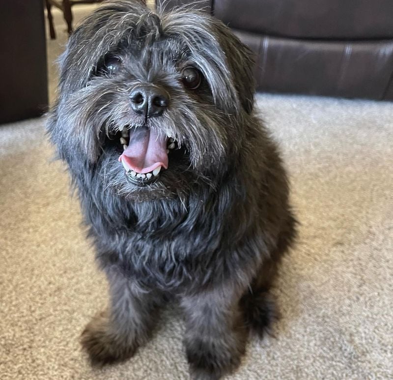 Shih Tzus