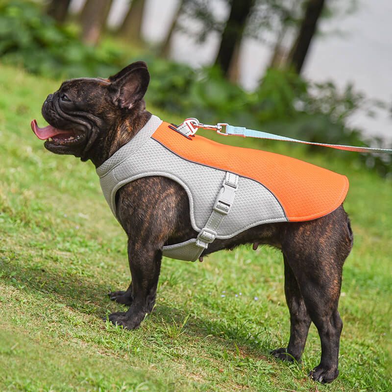 English Bulldogs Require Special Heat Protection
