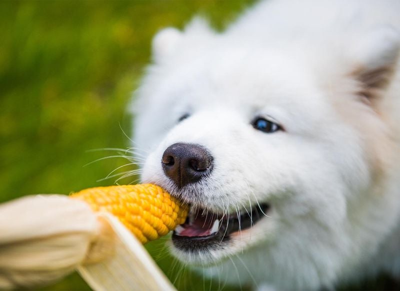 Corn: Golden Kernels of Goodness
