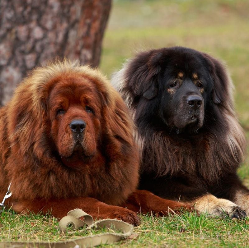 Tibetan Mastiff
