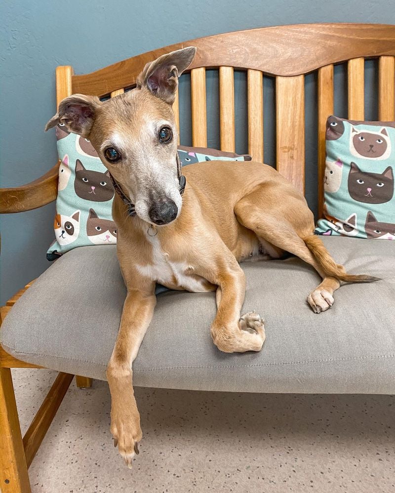 Whippet: The Statue of Canine Sorrow