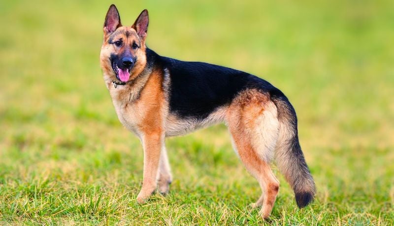 German Shepherds: Guardians of Body and Spirit