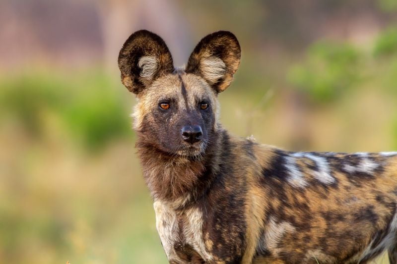 The Painted Predator: African Wild Dog