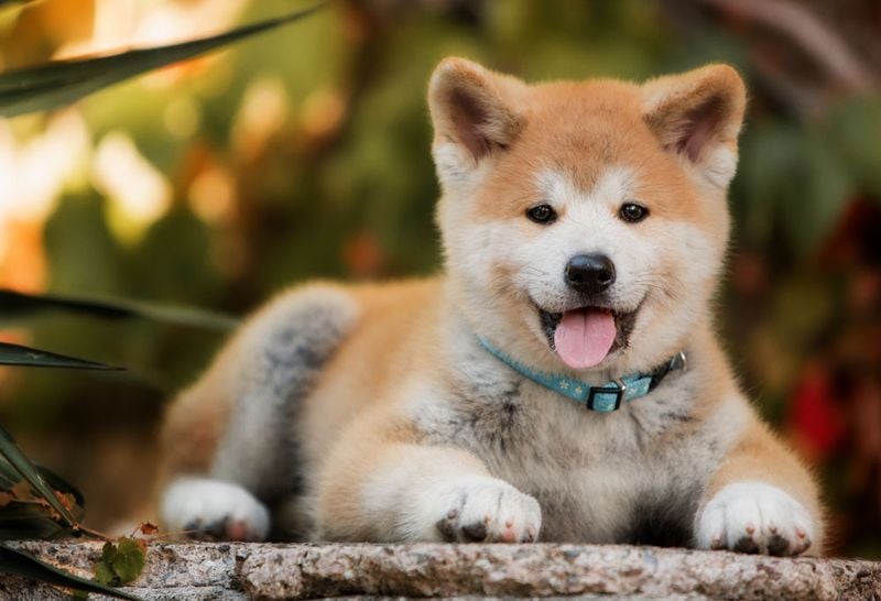 Akita: Ancient Auditory Guardians