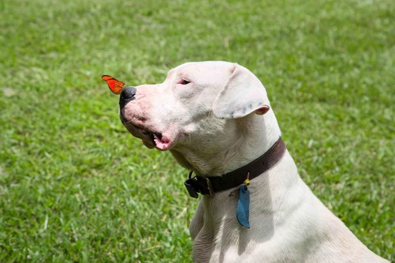 Dogo Argentino: The White Hunter