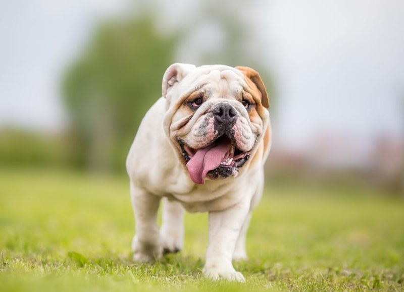 Bulldog (English Bulldog)