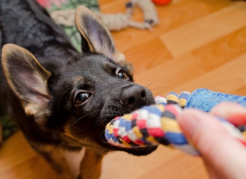 11. Use Enrichment Toys Together