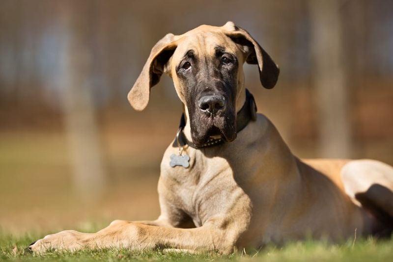 Great Dane: The Gentle Giant