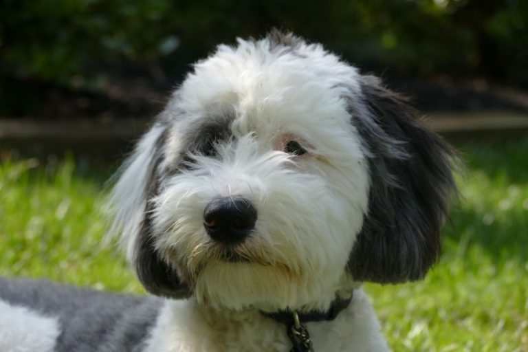 Ultimate Sheepadoodle Breed Guide: Size, Care, Temperament & More