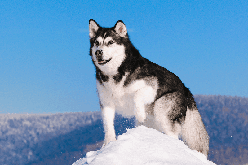 Siberian Husky: Born for the Wild