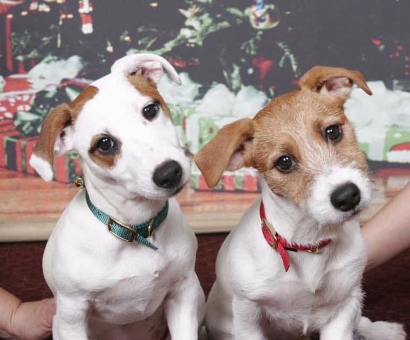 Jack Russell Terriers: Double Trouble Dynamos