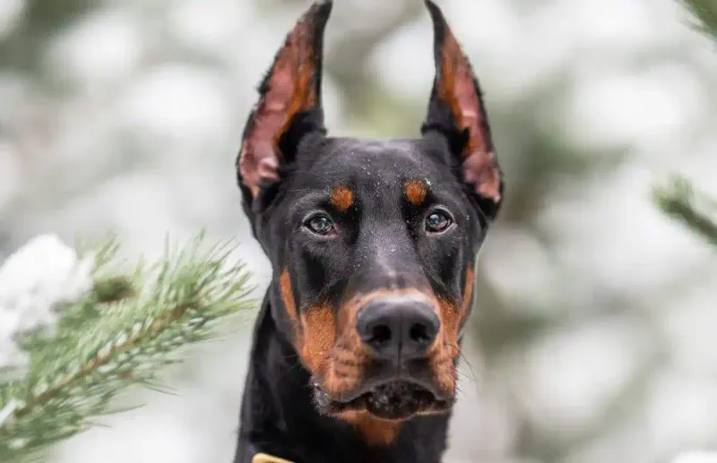 Doberman Pinscher