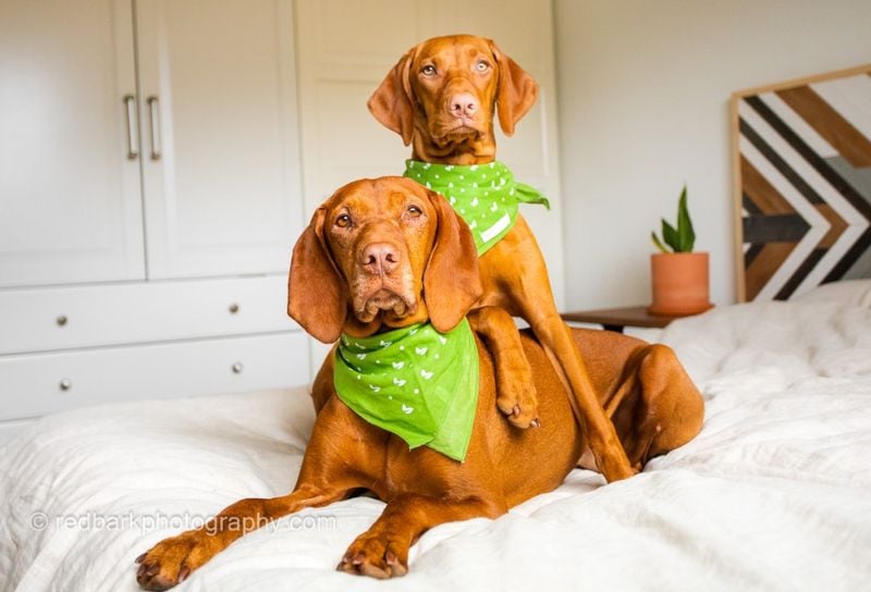 Vizsla: The Velcro Bathroom Buddy