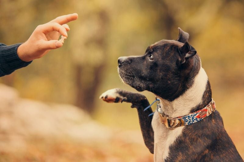 Senior Dogs Are Adaptable Learners