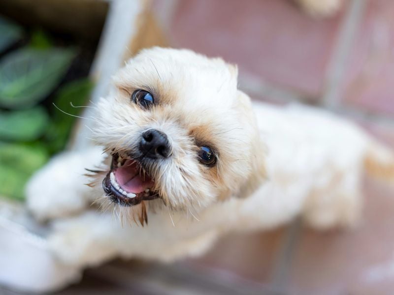 Shih Tzu: The Charming Resistance