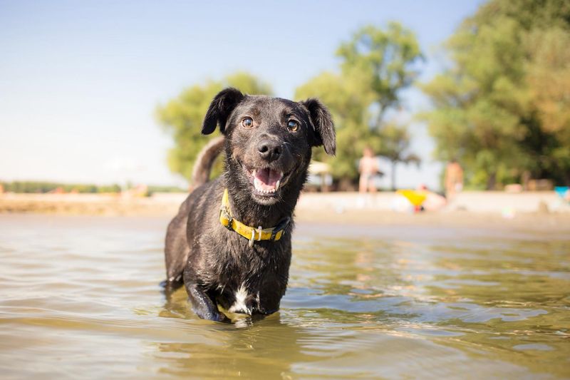 Mixed Breed Rescue: Unique Charm And Resilience