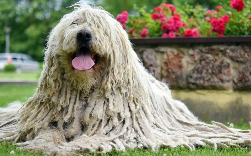 Komondor: The Corded Protector