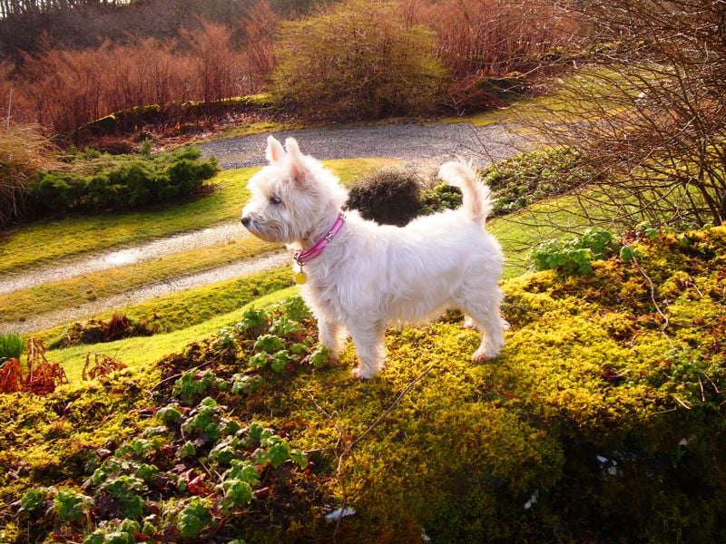 West Highland White Terrier (Westie)