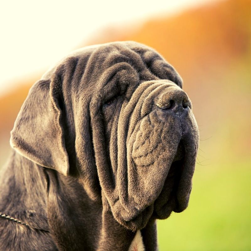 Neapolitan Mastiff