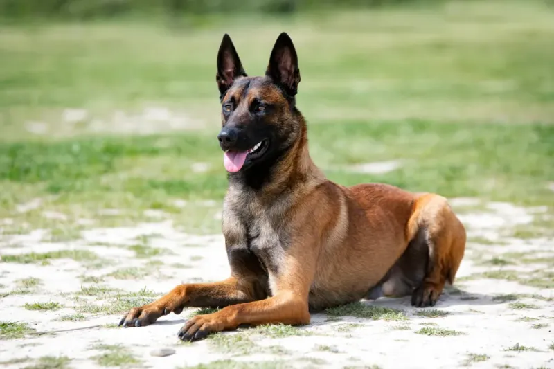 Belgian Malinois: The Intense Scent Tracker