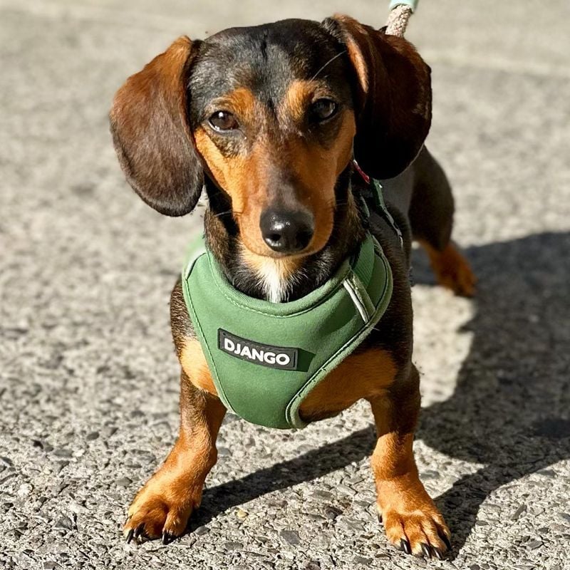 Dachshunds: Stubborn Little Diggers