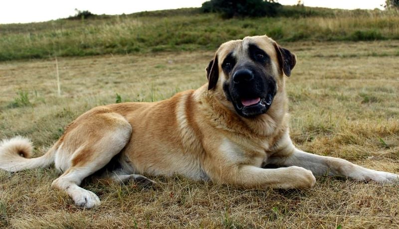 Kangal