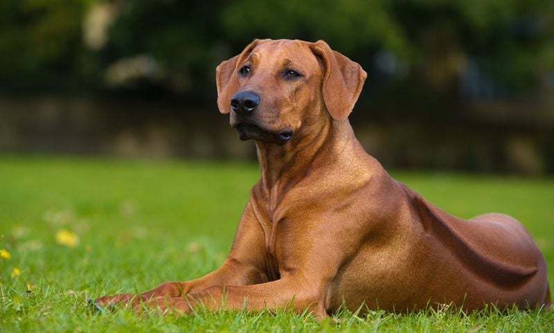Rhodesian Ridgeback: The Lion Hunter