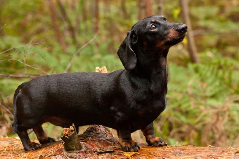 Dachshund: The Stubborn Tunneler