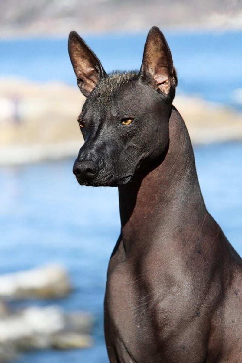 Xoloitzcuintli (Mexican Hairless Dog)