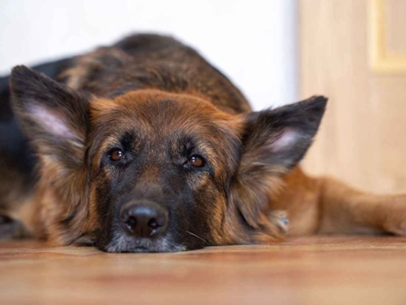 German Shepherds