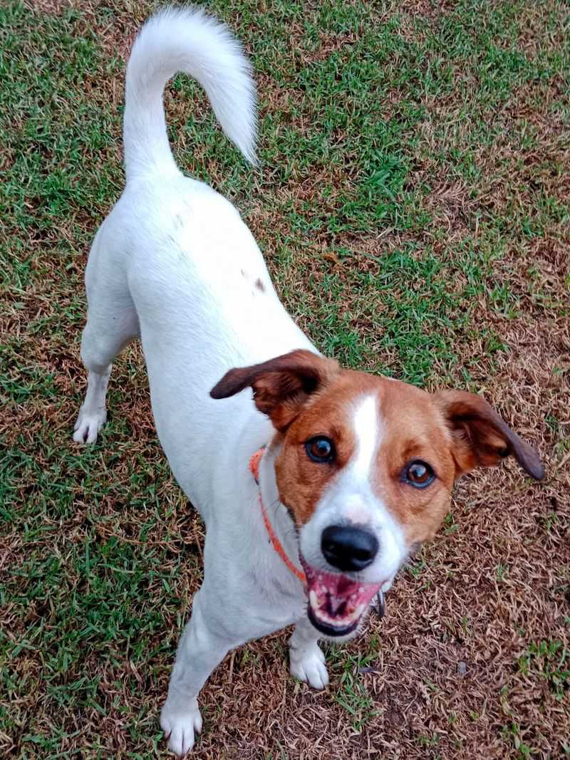 Jack Russell Terrier