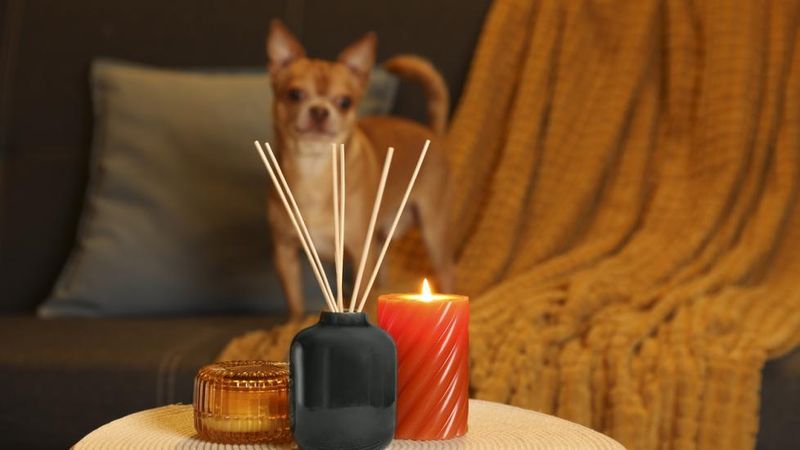 Essential Oils Can Be Overwhelming or Toxic