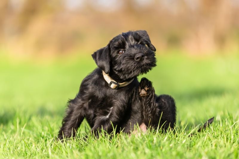 Flea Allergy Dermatitis (FAD): When Tiny Bites Cause Big Problems