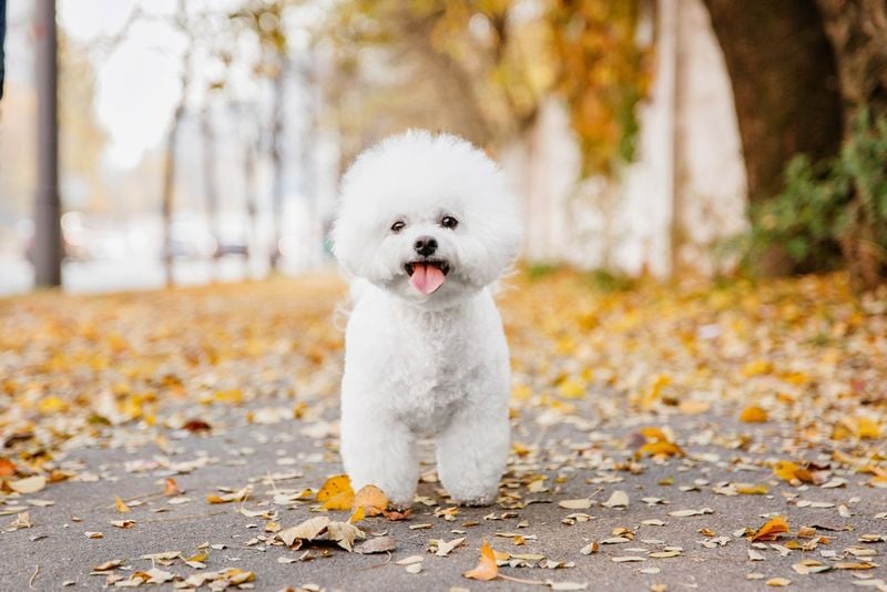 Bichon Frise: The Happy-Go-Lucky Charmer