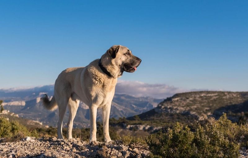 Kangal Shepherd: Turkey's Legendary Guardian