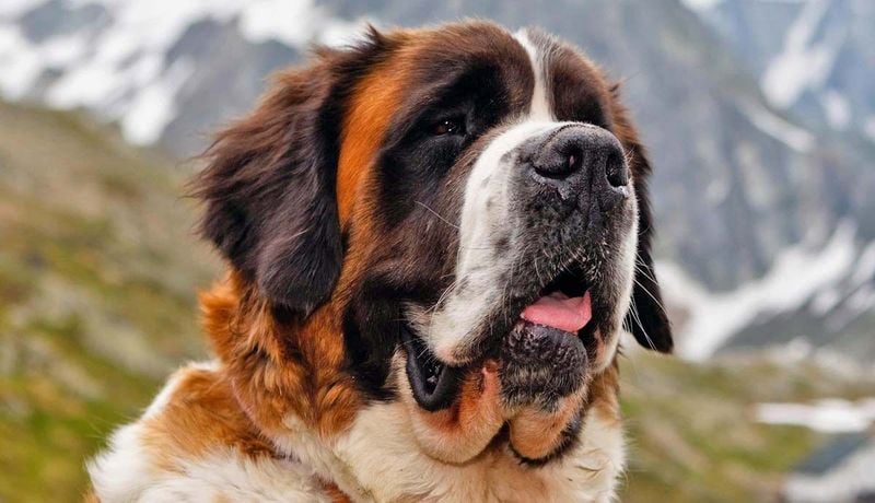 St. Bernard