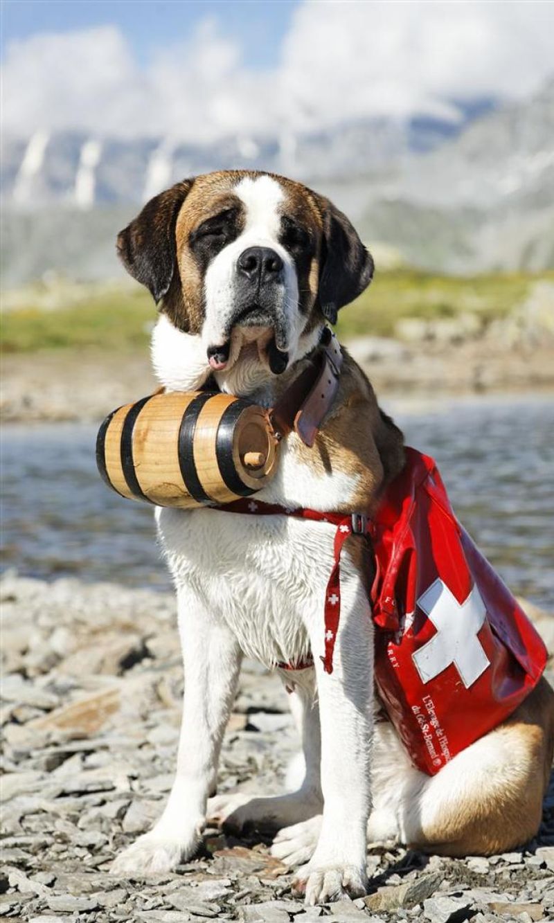 Saint Bernard